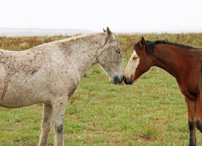Two horses are standing next to each other in a grassy field.