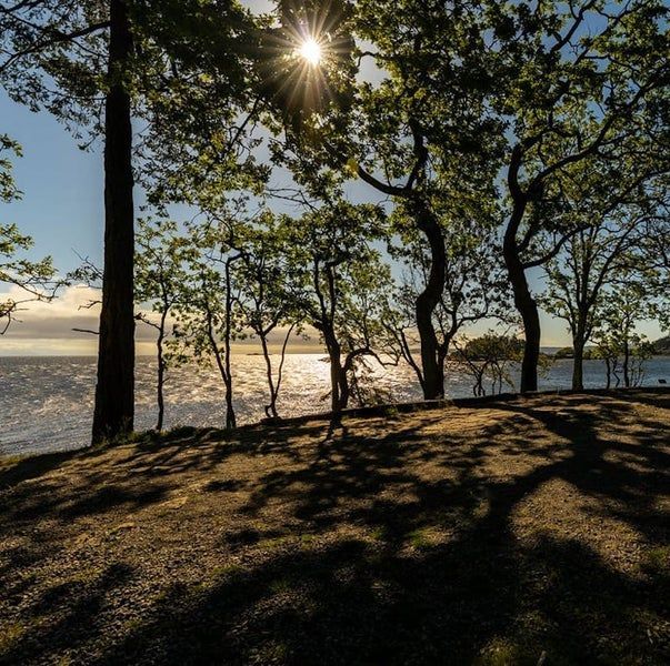 The sun is shining through the trees overlooking the water