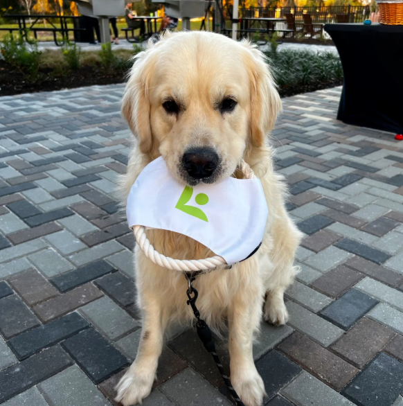 A golden retriever sits on a paved patio holding a white mask with a green logo in its mouth.