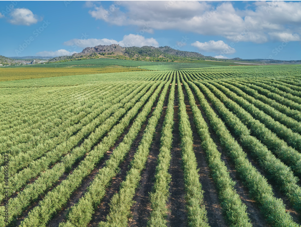 MangoMaze Farm