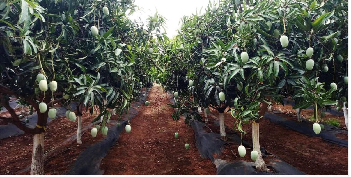 Mango Plantation Aerial View