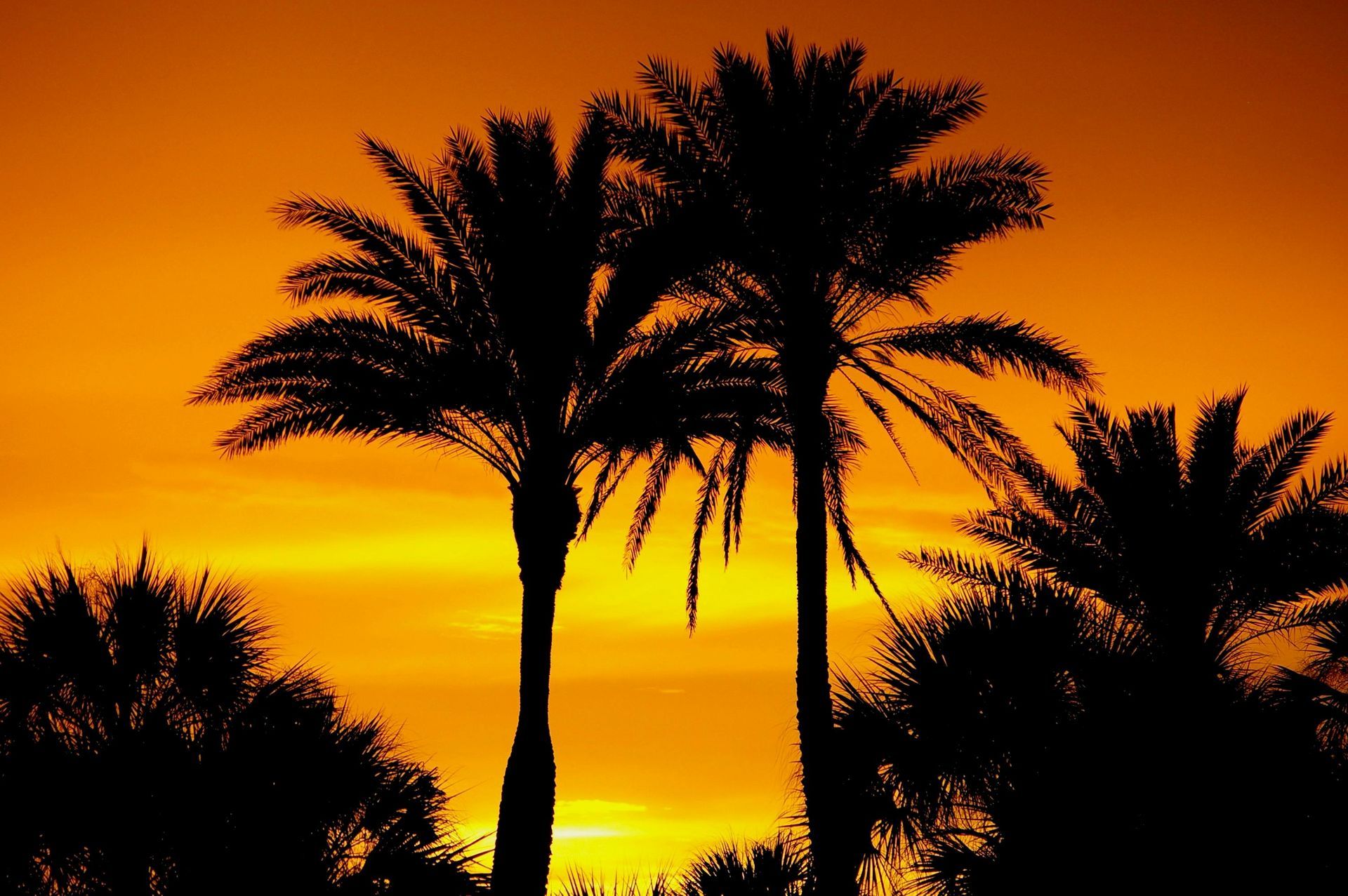 Three palm trees are silhouetted against a sunset sky