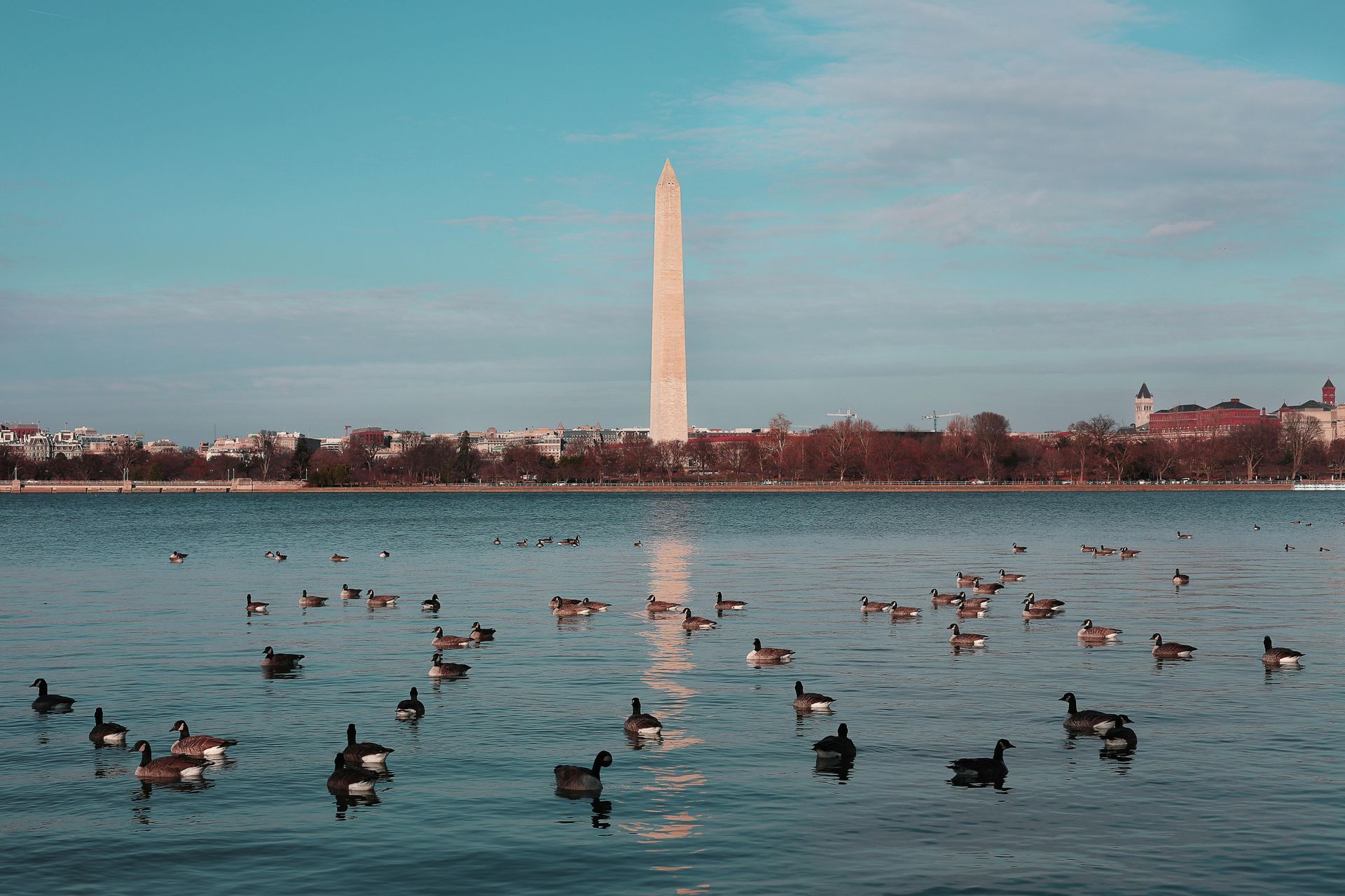 A flock of ducks are swimming in a lake with a washington monument in the background.