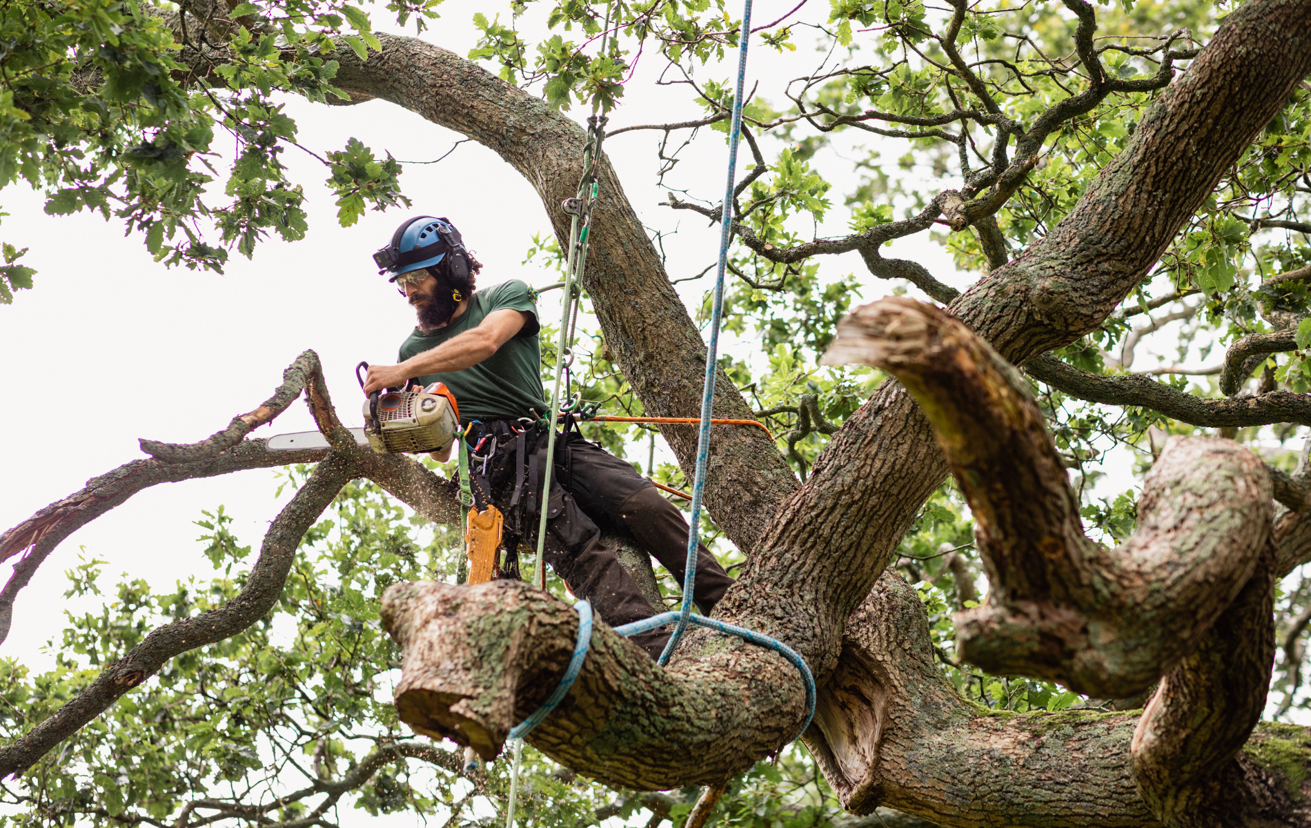 A man is cutting a tree branch with a chainsaw.