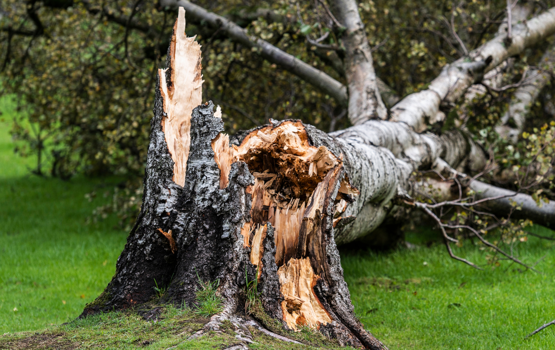 A tree stump with a hole in it is laying on the grass.