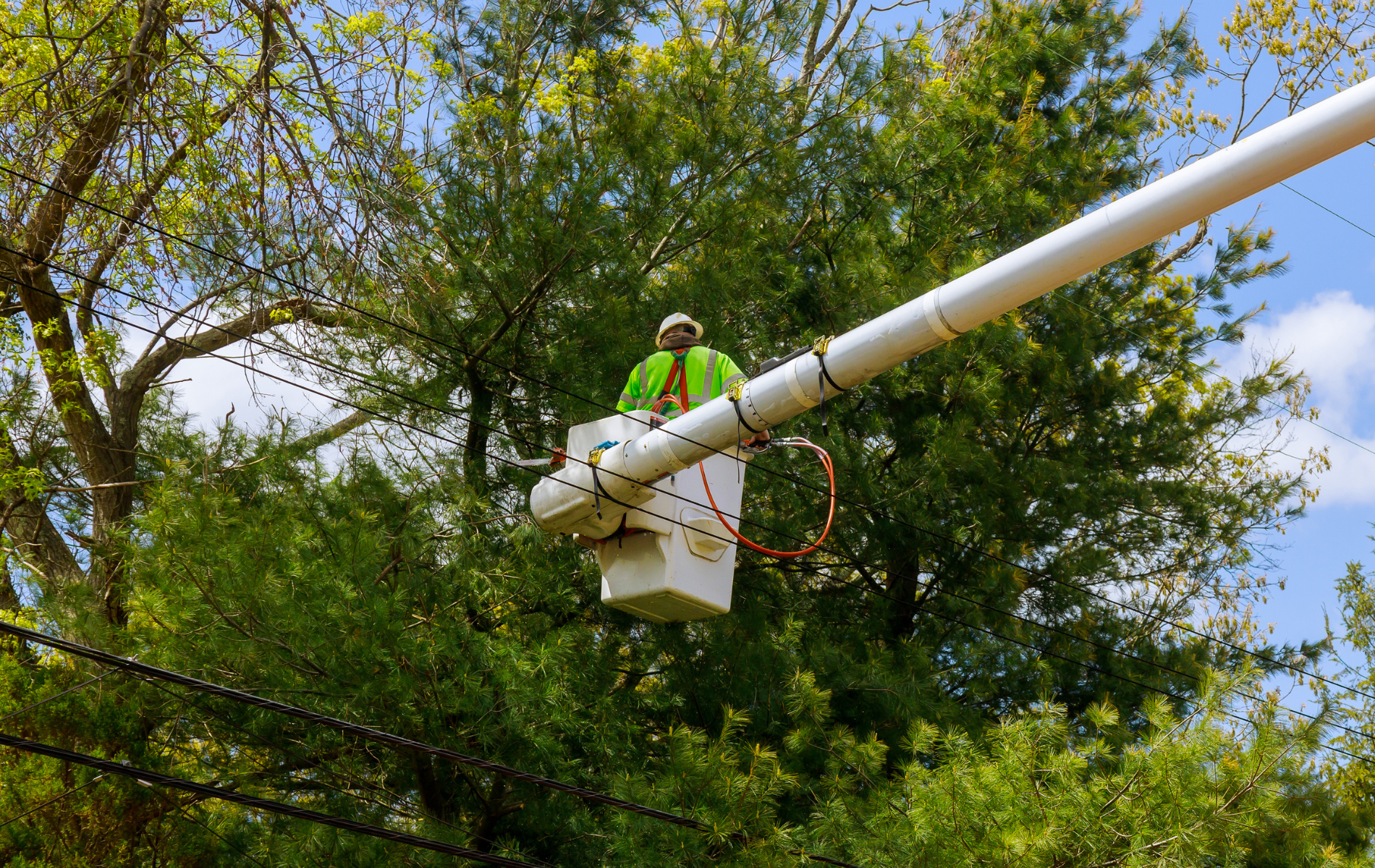 A man in a bucket is cutting a tree.