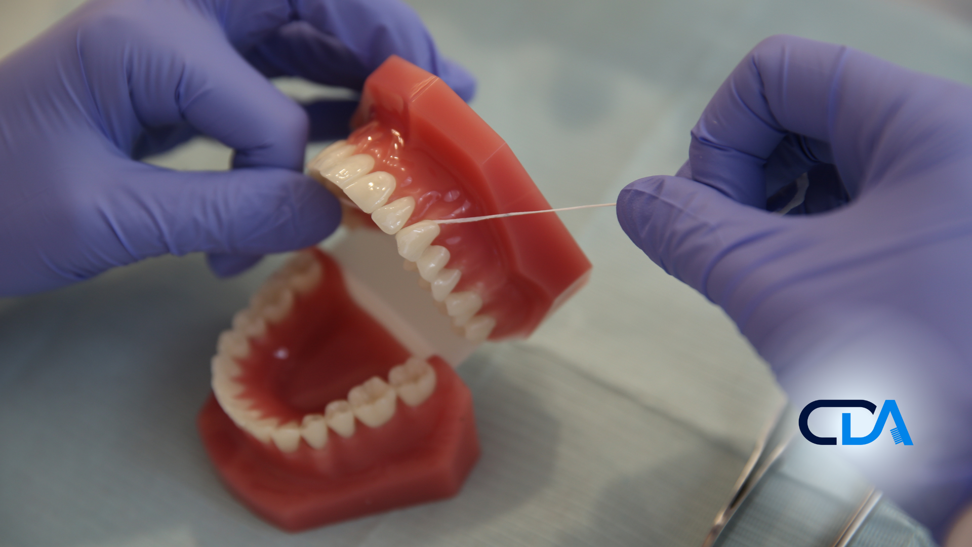 A person in purple gloves is flossing a model of teeth