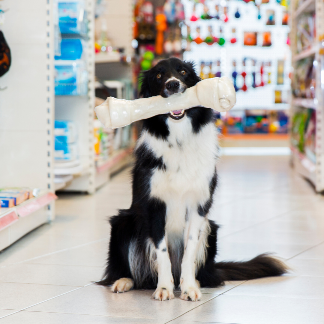 Black and white dog sitting in a pet store, holding a large bone.