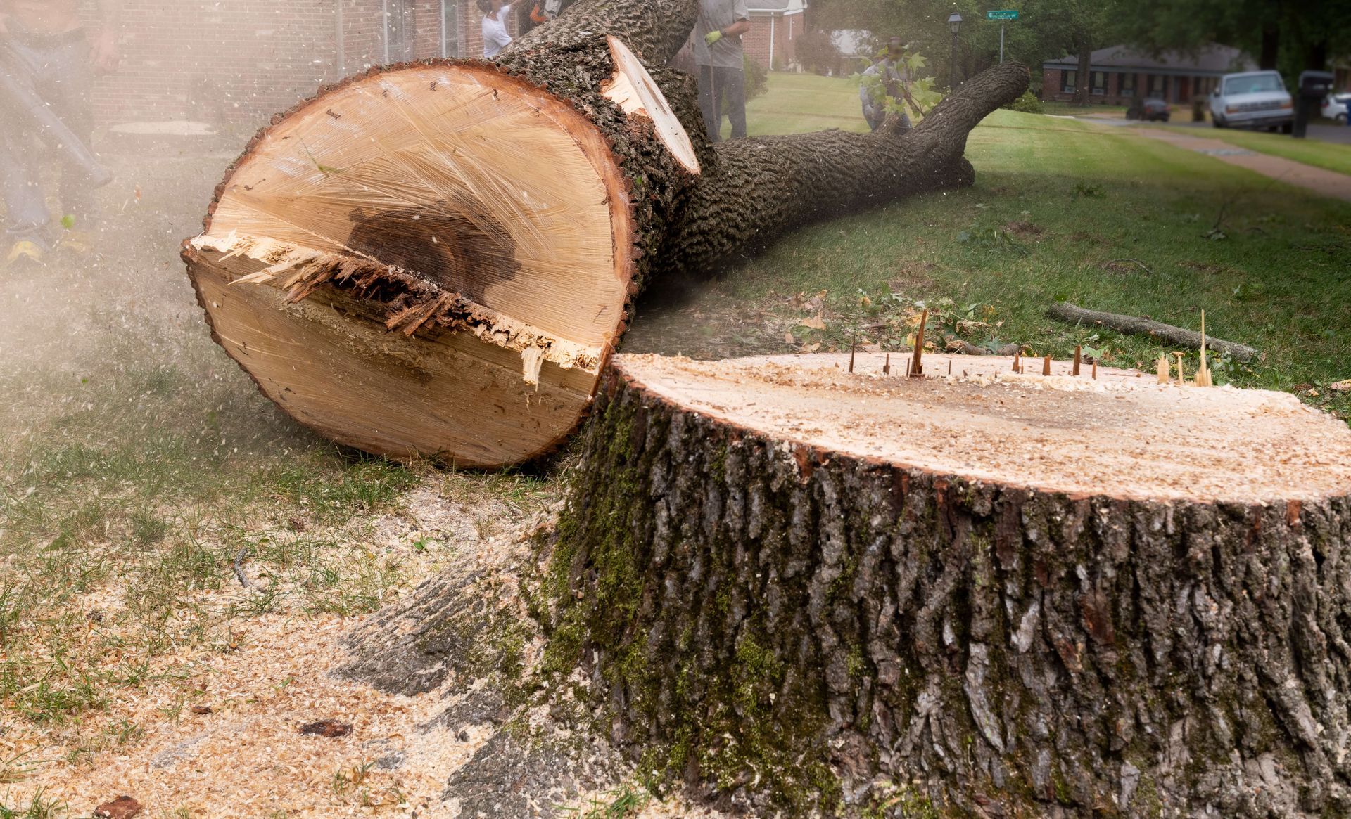 Cut tree trunk and large fallen log on a grassy lawn, with sawdust around the cut stump