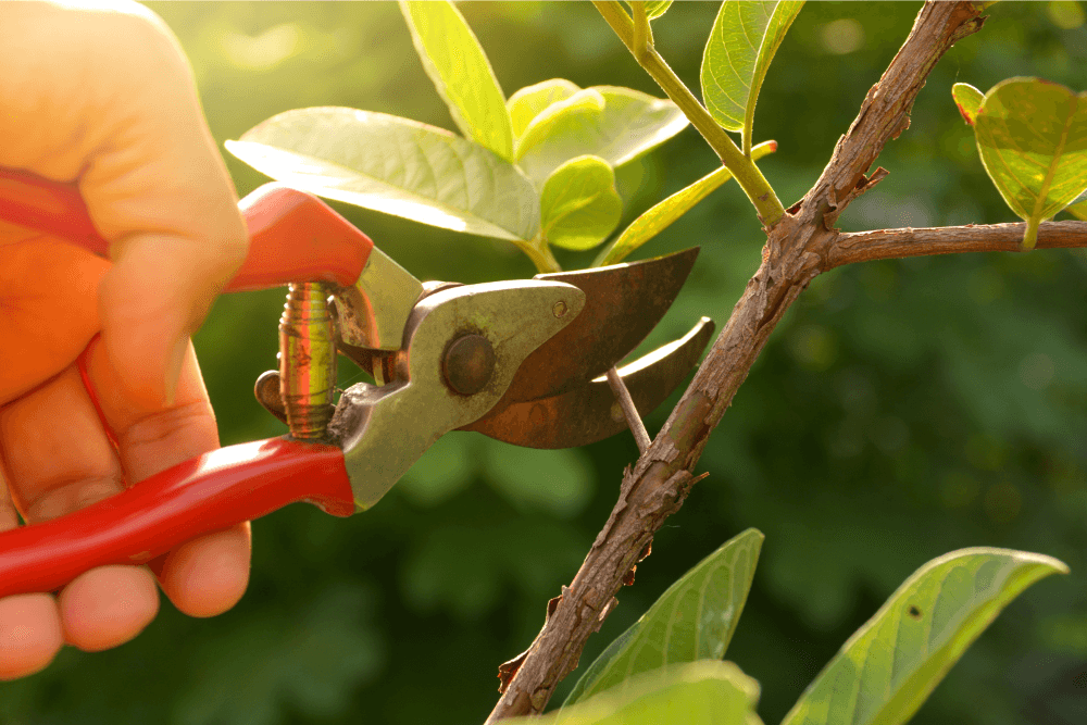 leaf cutting