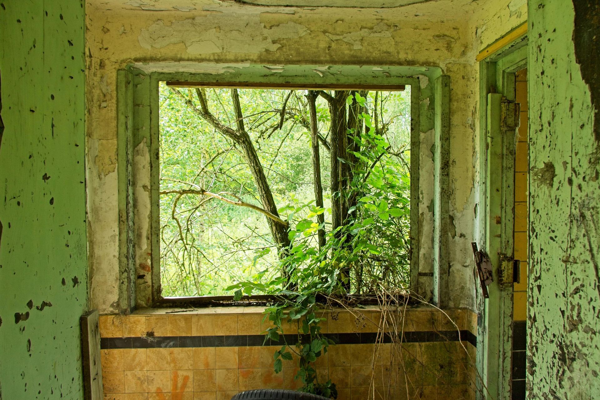 Window frame overlooking overgrown greenery in a decaying room; peeling green paint, tile.