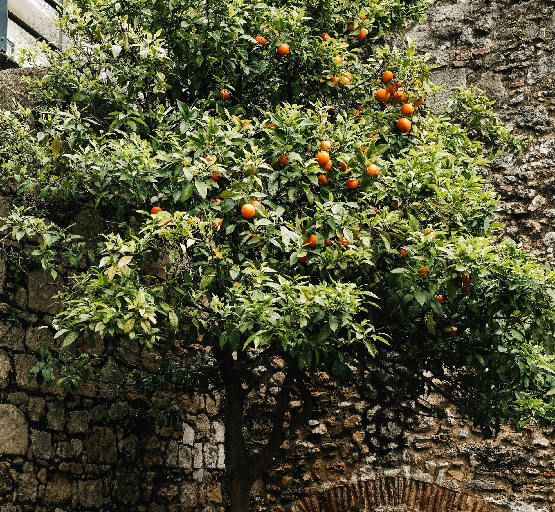 an orange tree