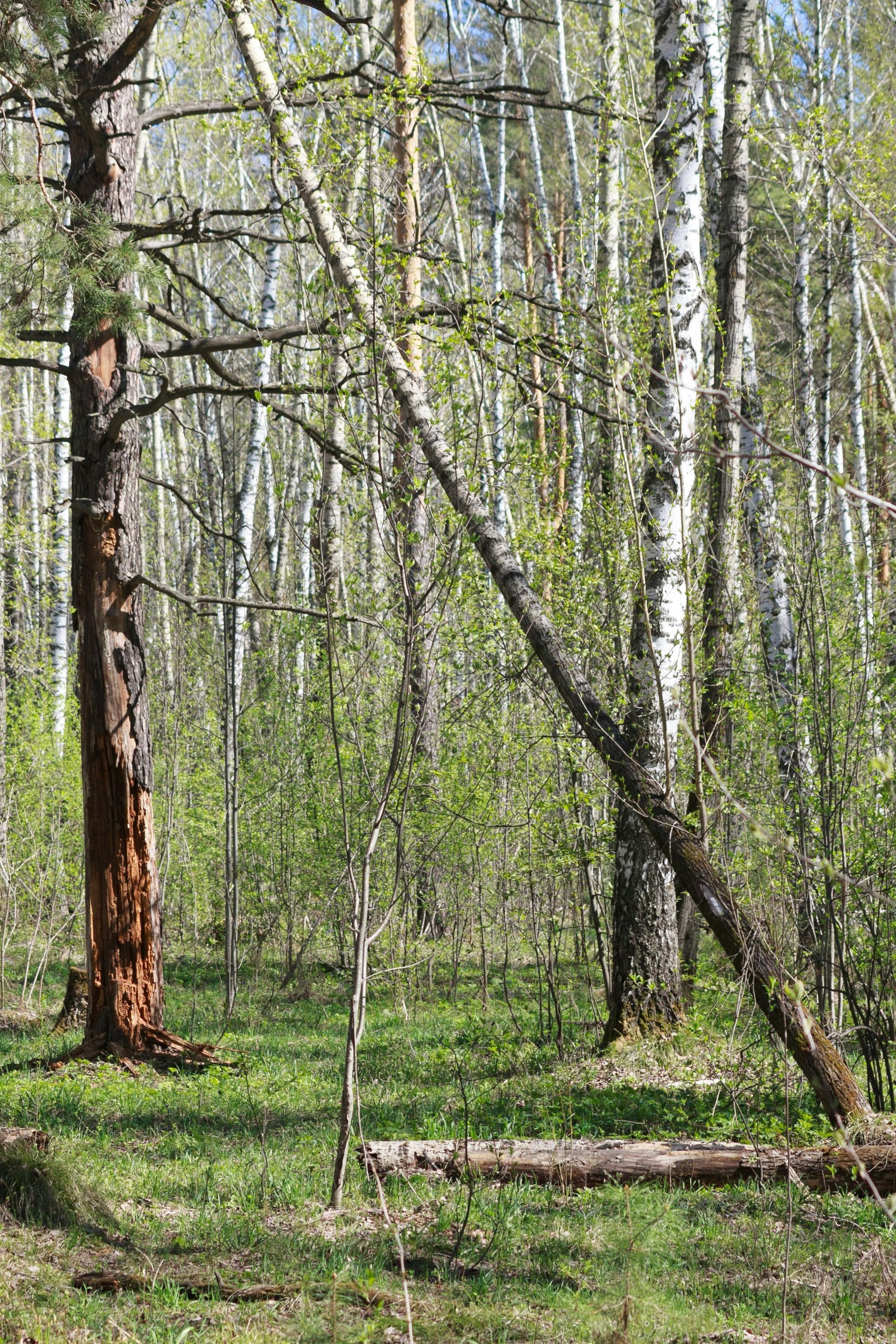 unhealthy looking forest