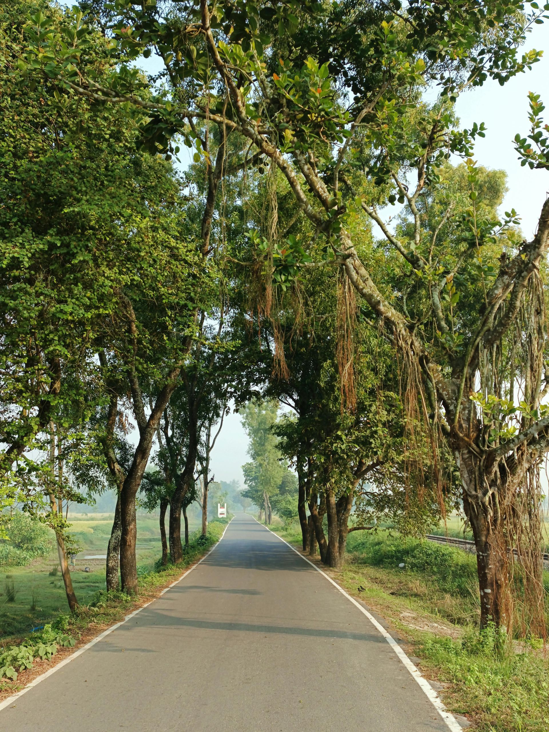 Road lined with trees creating a canopy, leading into the distance. Lush green foliage, sunlight.