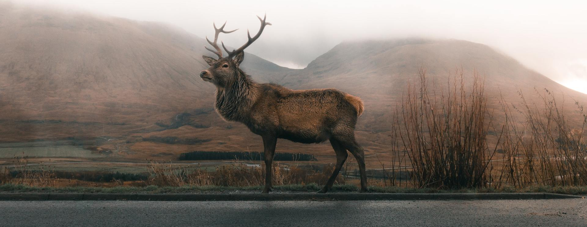 Elk standing on road