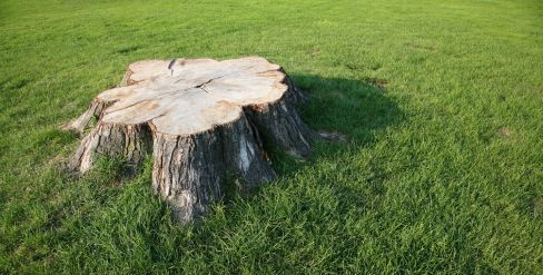 Stump grinded by arborists in Kadina