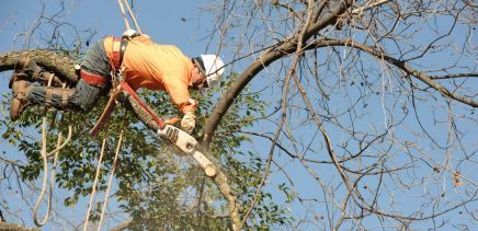 Tree maintenance at work in Kadina