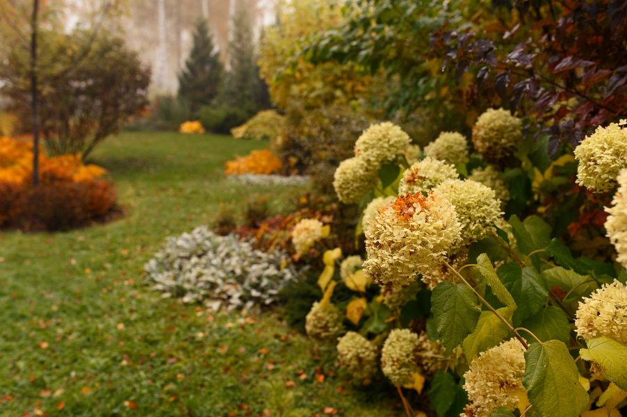 Autumn garden path bordered by white hydrangeas and colorful shrubs