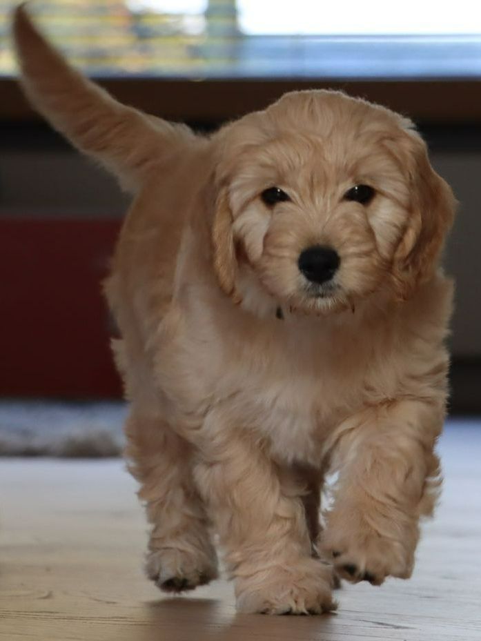 Mama Bonny als pup.