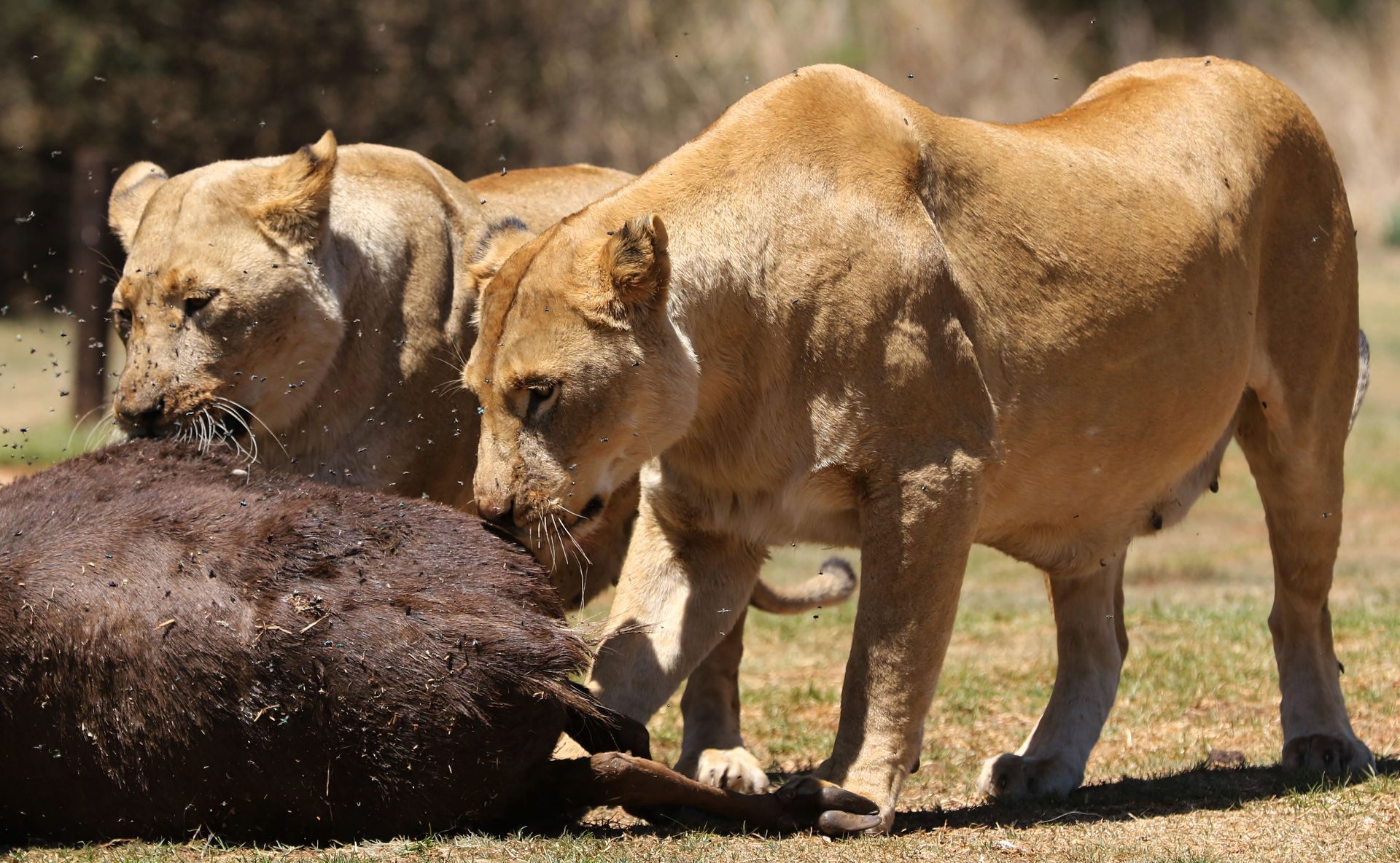 Two lions standing beside a large carcass in dry grassland