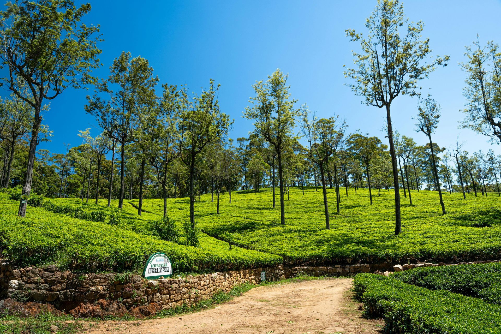 Sunlit tea plantation under a bright blue sky