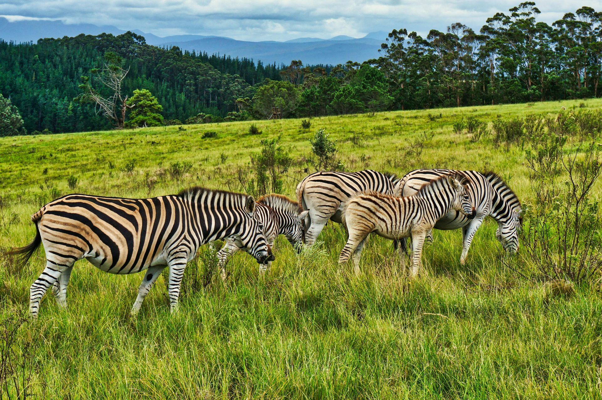 Three zebras grazing in a green meadow with trees and hills in the background