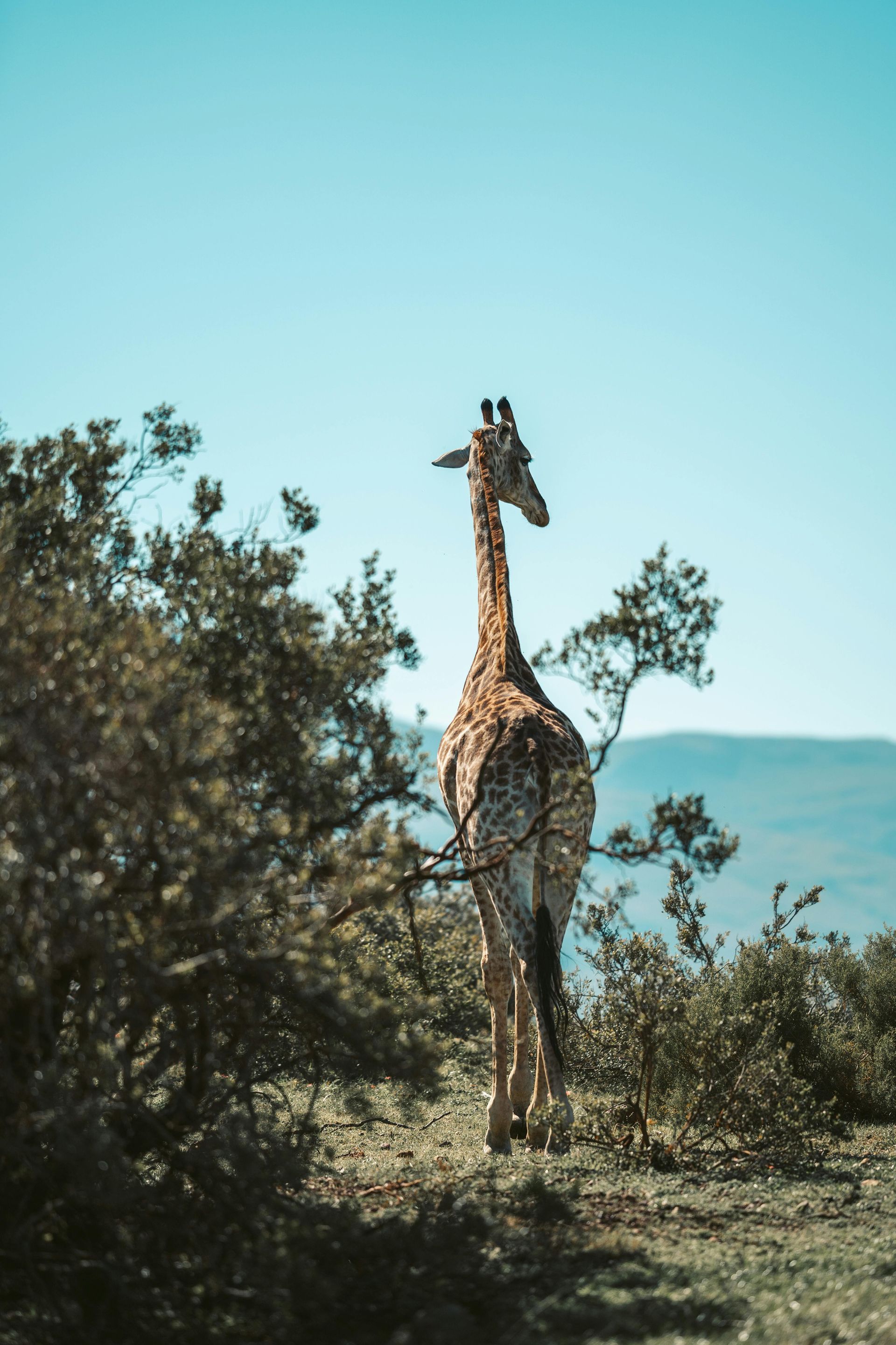 Giraffe standing among bushes with ocean visible in the background under a clear blue sky.