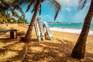 Sandy beach with palm trees, surfboards, and ocean under a blue sky.