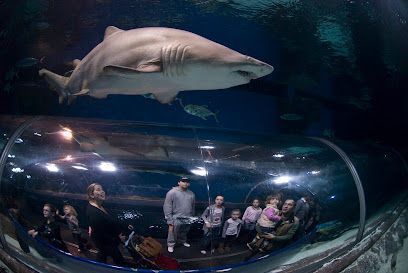 Shark swims overhead in an aquarium tunnel as visitors stand and sit beneath it
