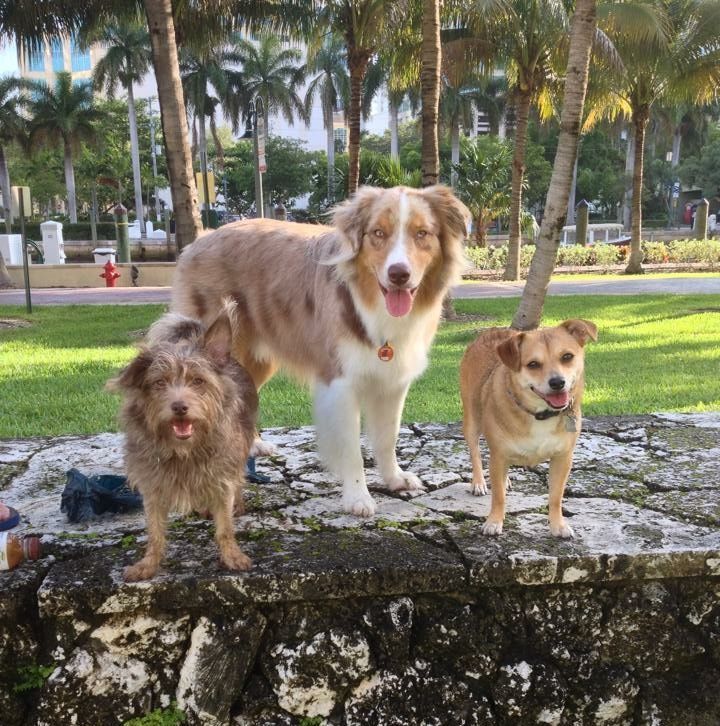 Three dogs are standing next to each other on a rock