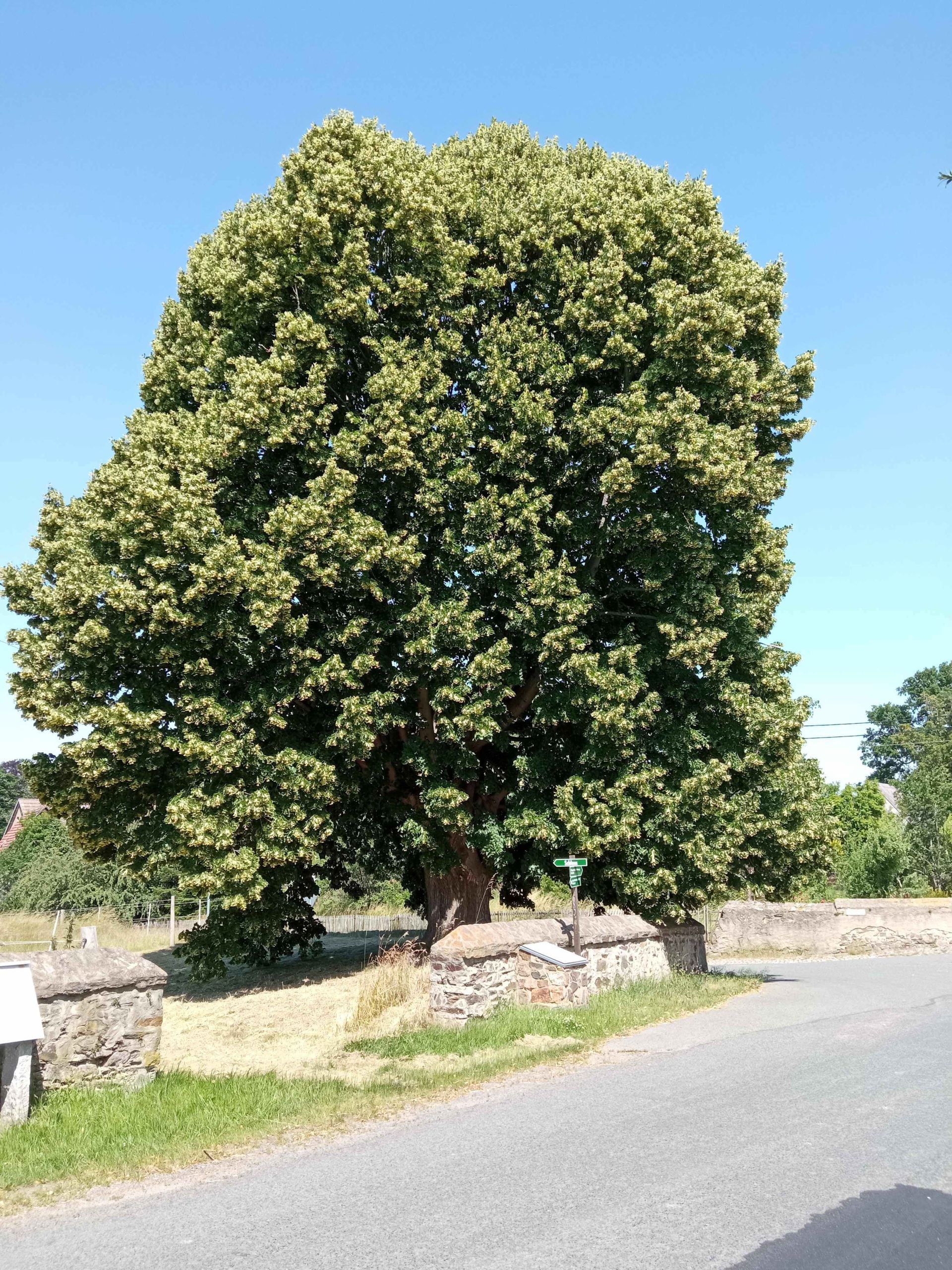 Blühende Linde am Großgarten