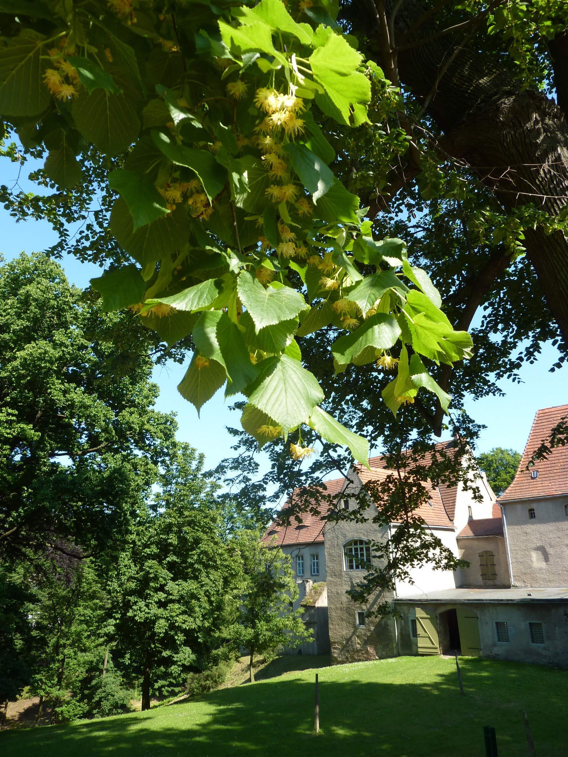Lindenblüte an Lindenallee
