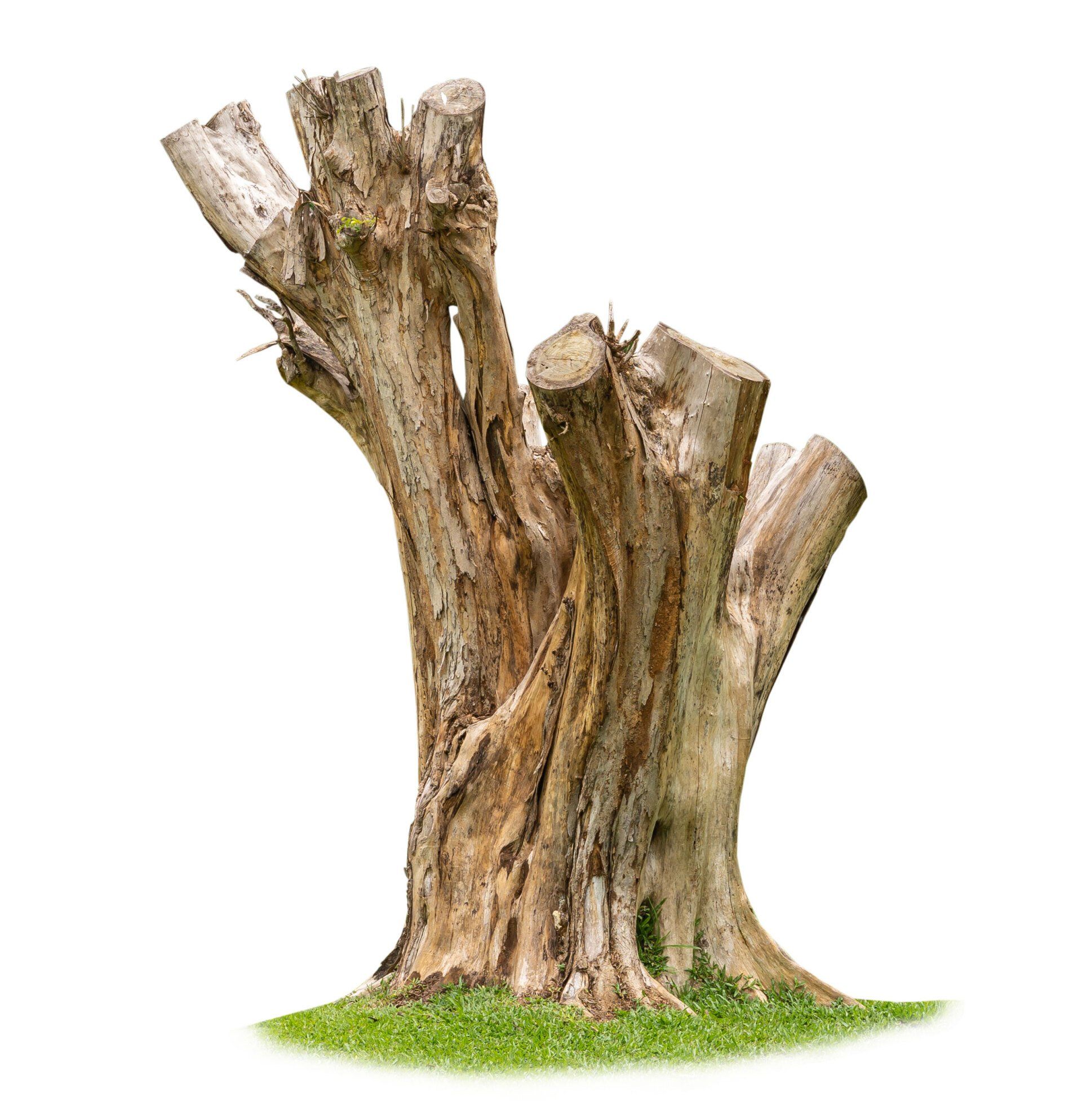 Tree Stump — South Lee, MA — First Response Outdoor Services