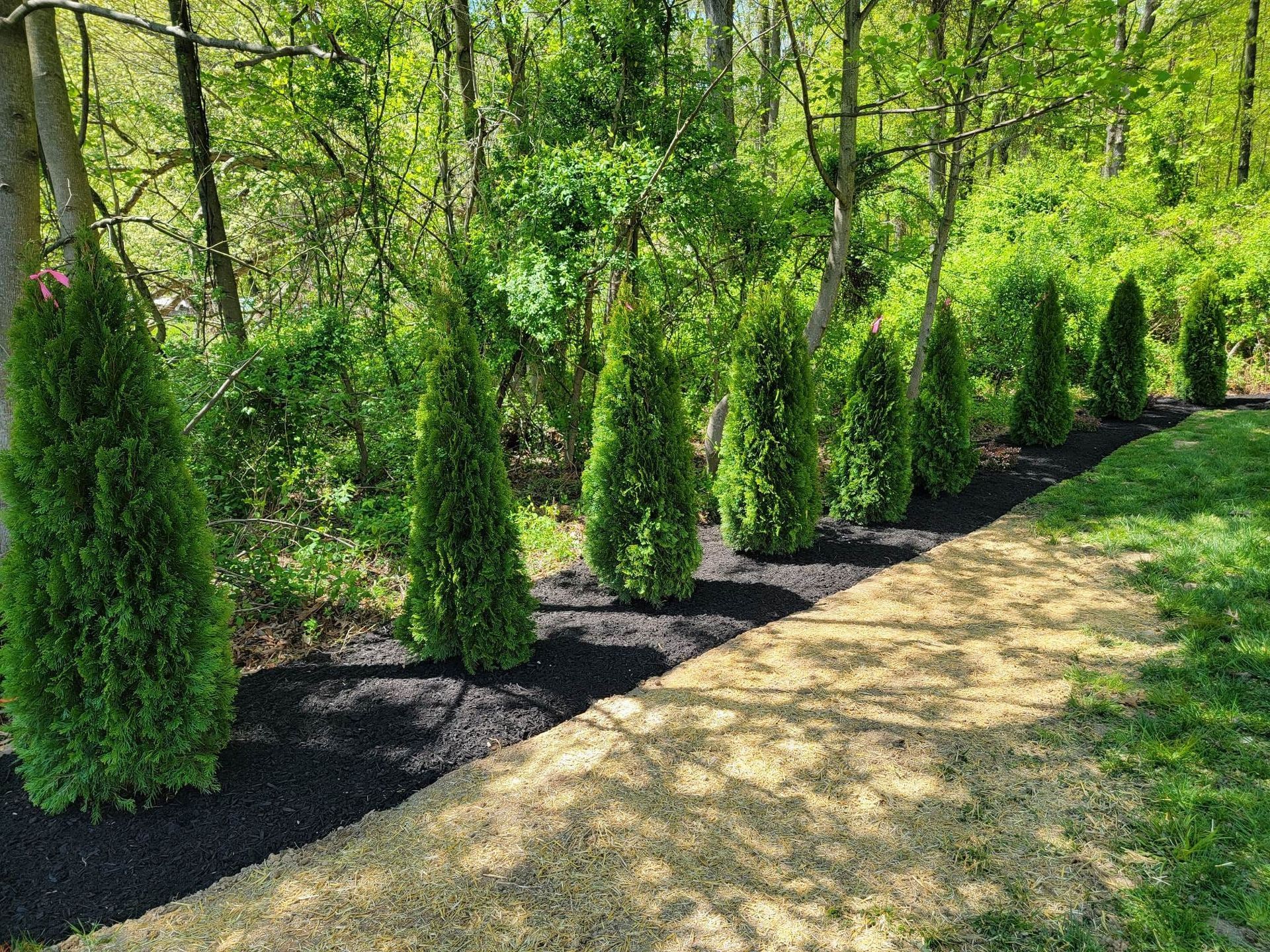 tree planting and fences