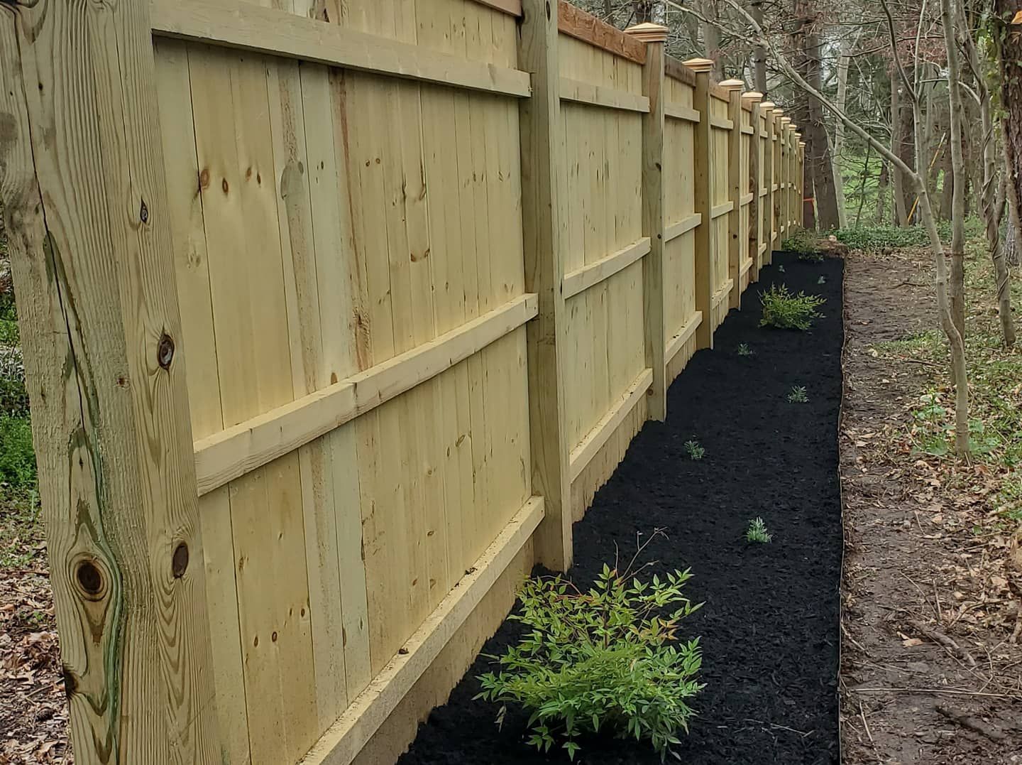 tree planting and fences