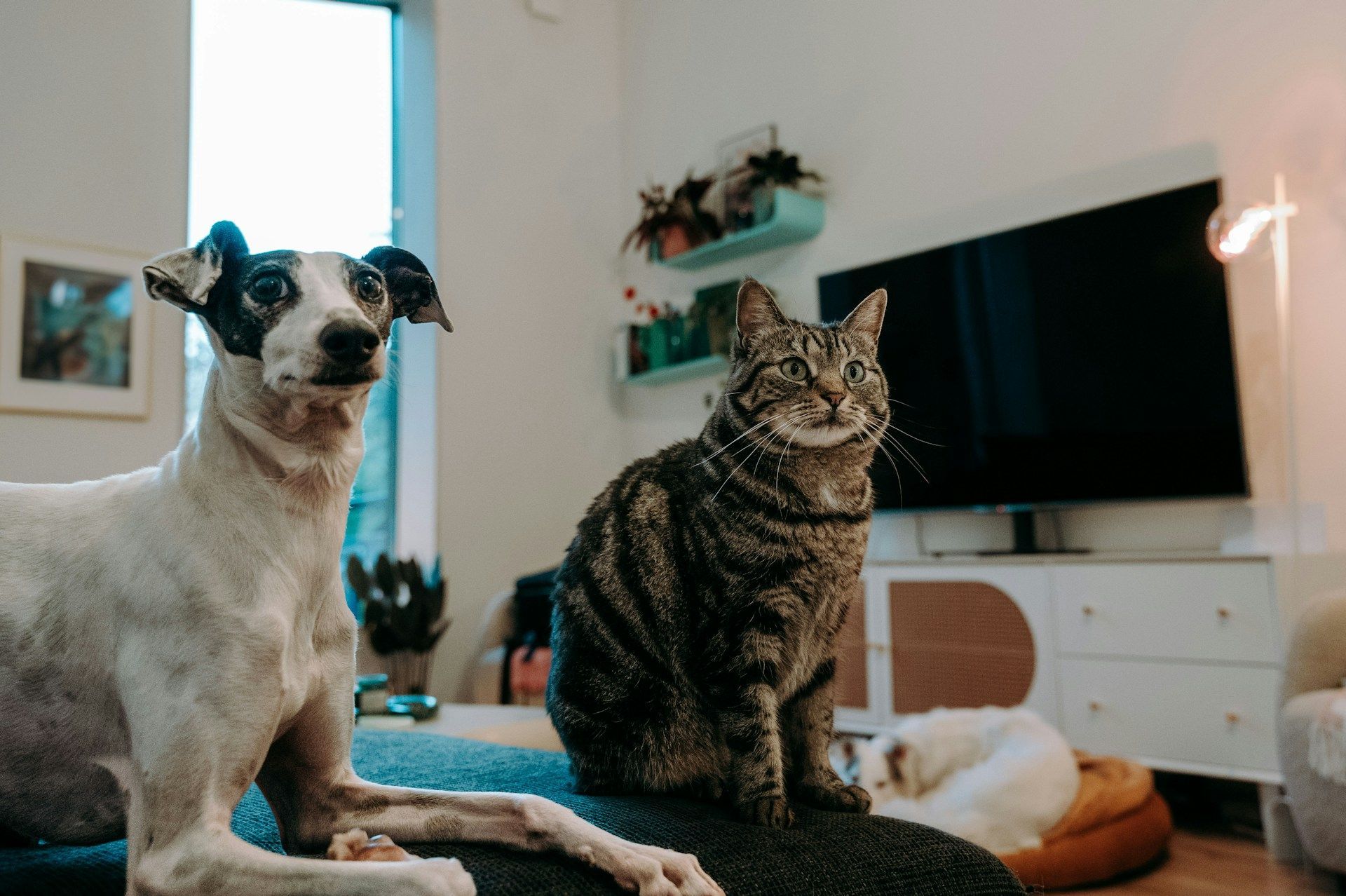 pet-friendly house