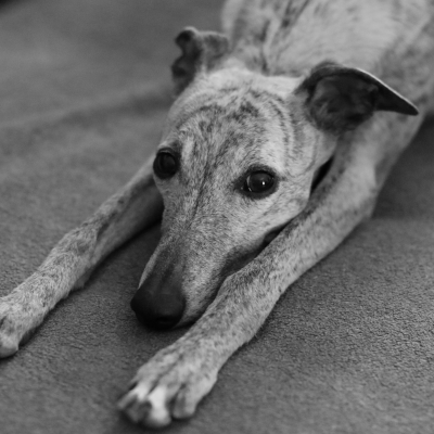 Hund Whippet James