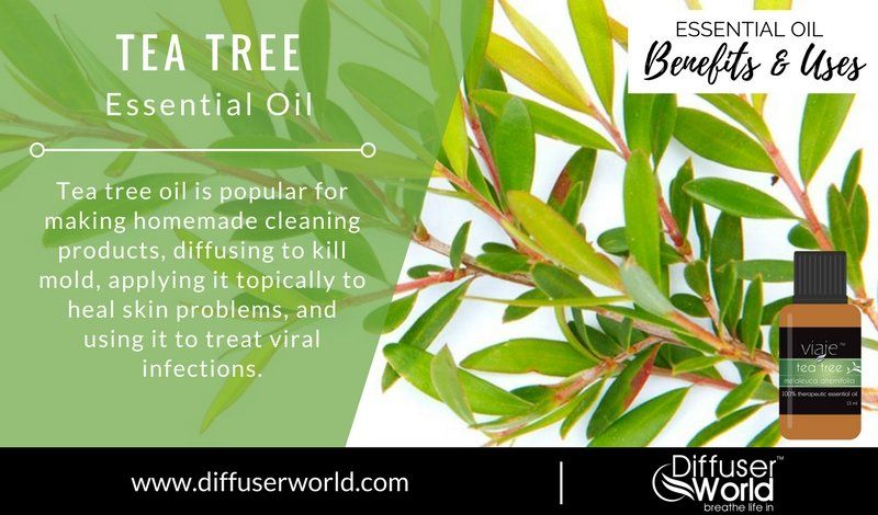 Tea Tree Essential Oil Uses and Benefits