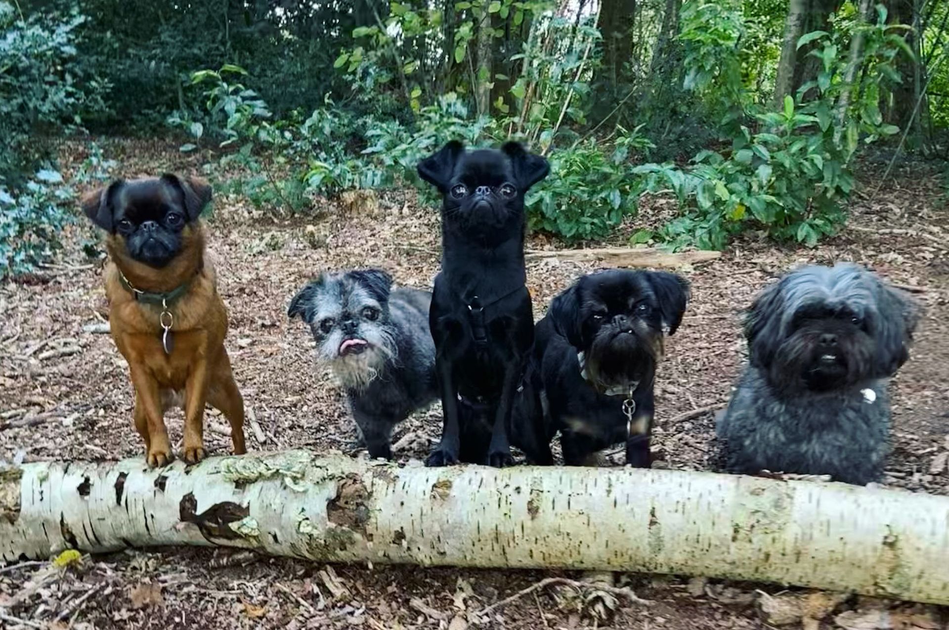 Vijf kleine honden van verschillende kleuren zitten op een boomstam in een bosrijk gebied.
