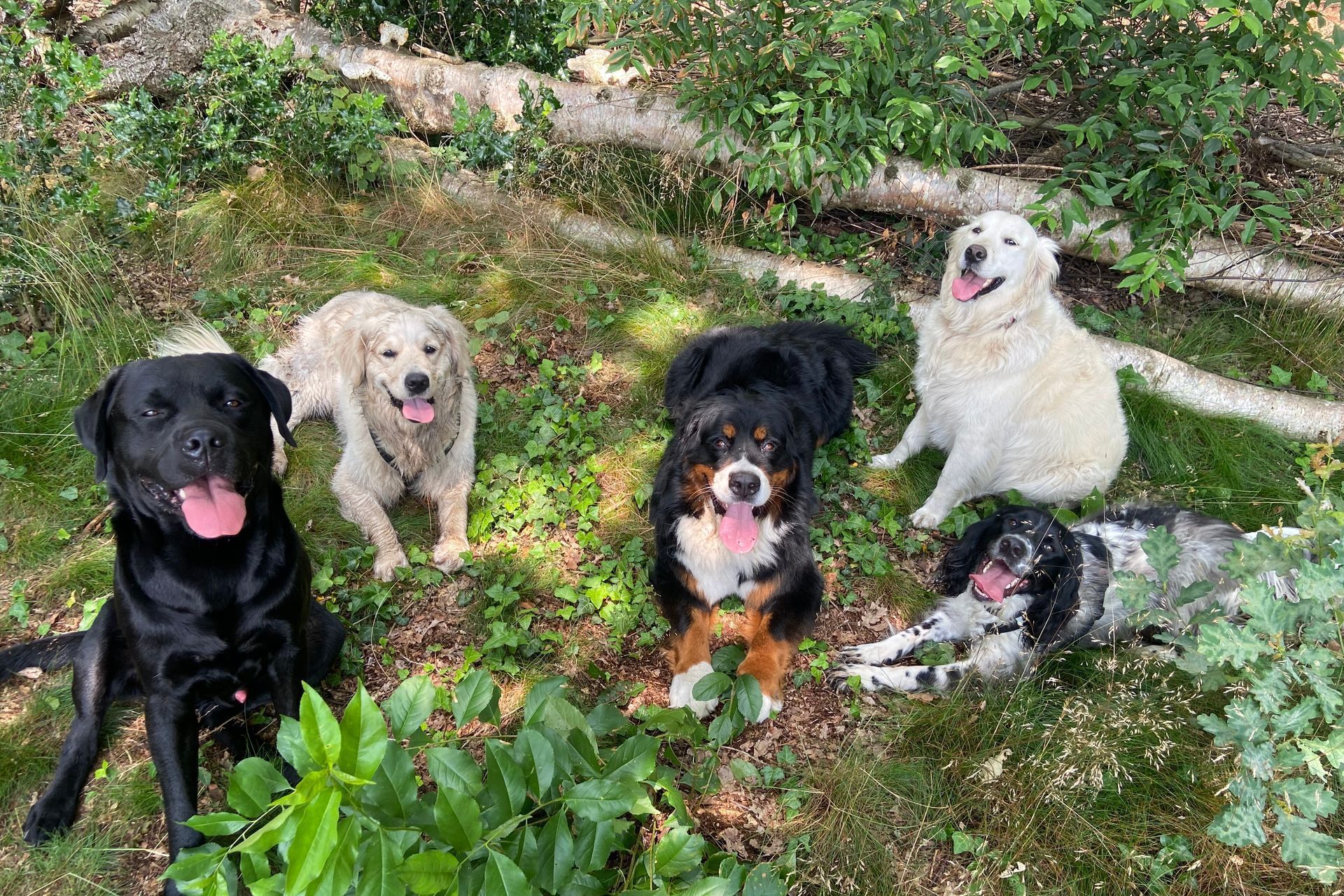 Vijf blije honden van verschillende rassen zitten en liggen in het gras en kijken naar de camera.