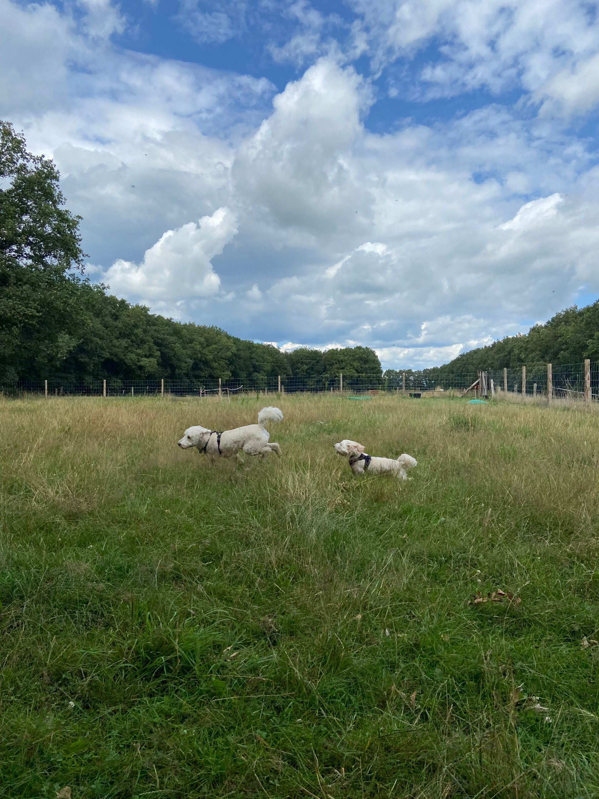 Twee doodles rennen op een zonnige dag in een grasveld.