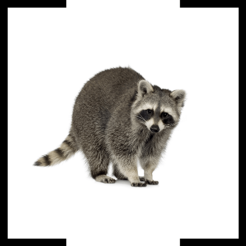 A raccoon is standing on its hind legs on a white background.