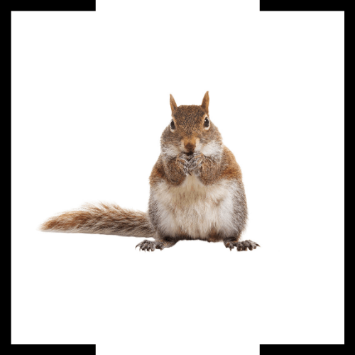 a squirrel is eating a nut on a white background .