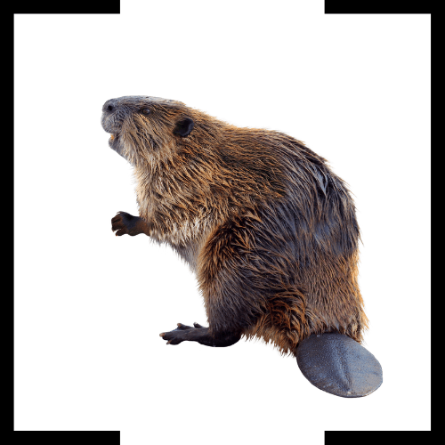 a beaver is standing on its hind legs on a white background .