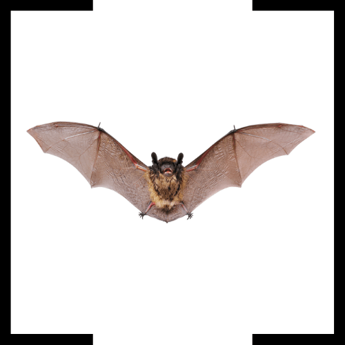 a bat is flying through the air on a white background .
