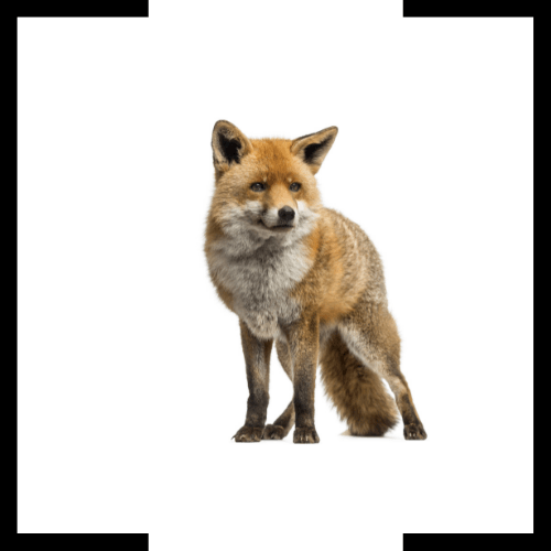 a red fox is standing in front of a white background and looking at the camera .