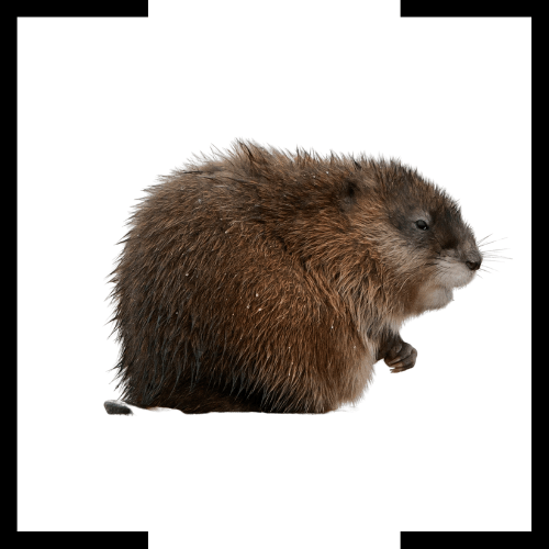 a muskrat is sitting on the ground on a white background .