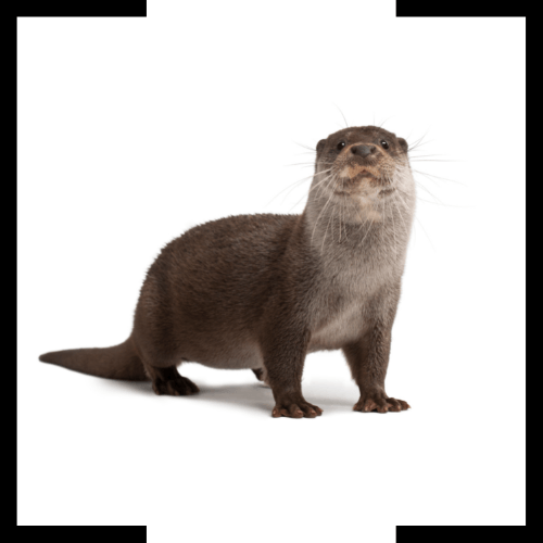 an otter is standing on its hind legs on a white background .