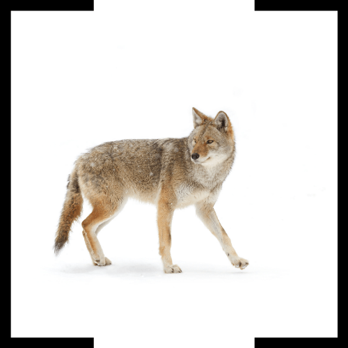 a coyote is walking on a white background .