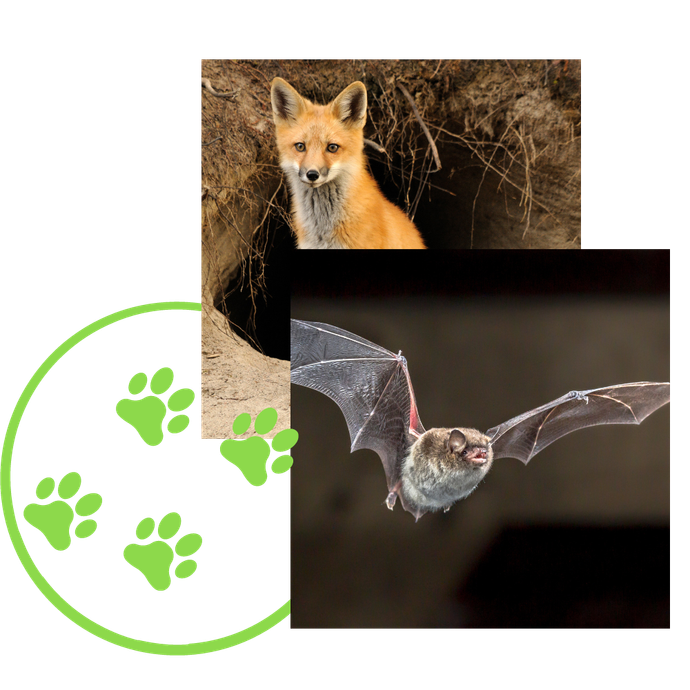 A fox is sitting in a hole next to a bat flying in the air.
